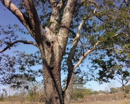 Galeria angico